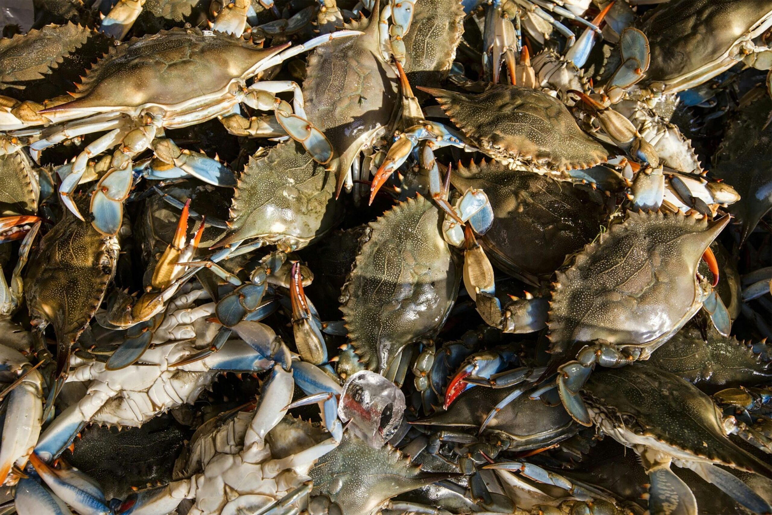 Buy King Crab Online