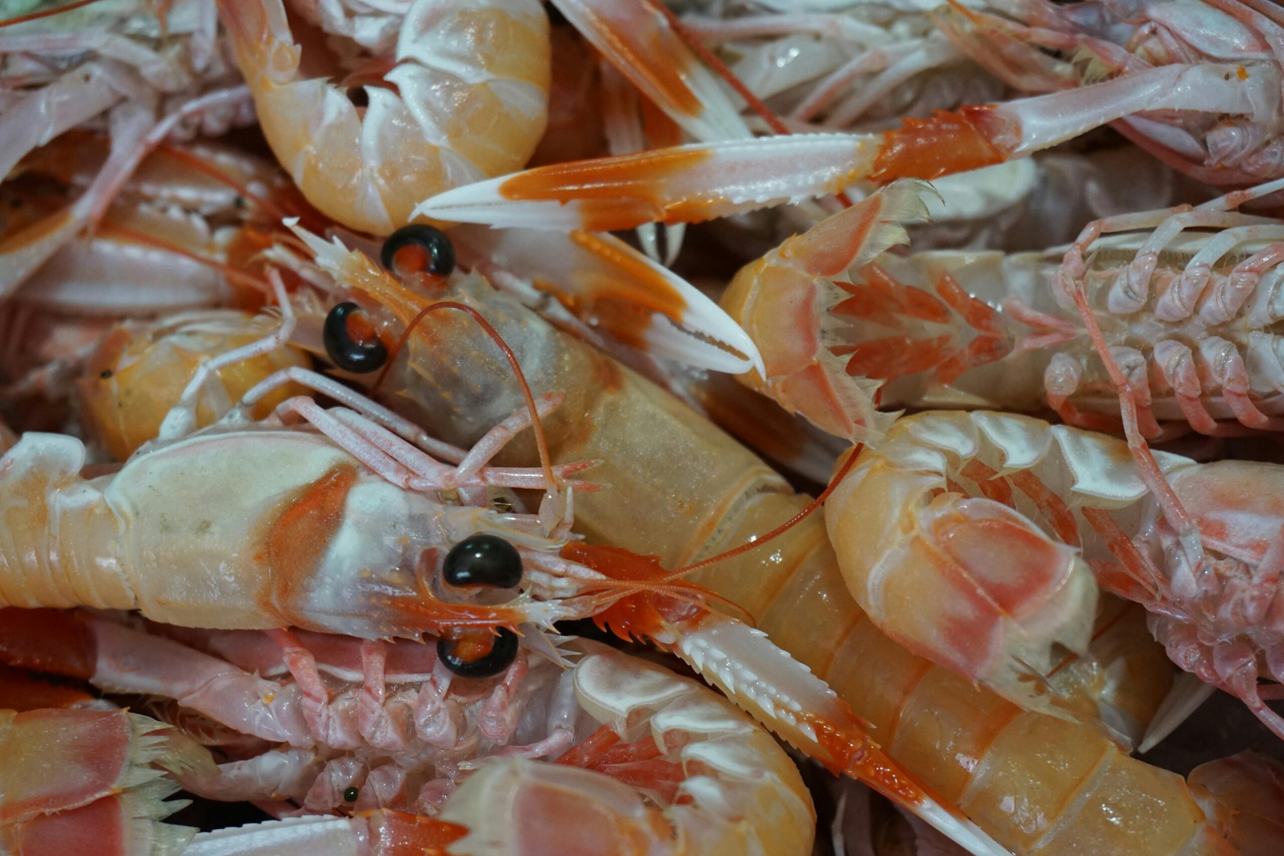 Buy Shrimp Online
