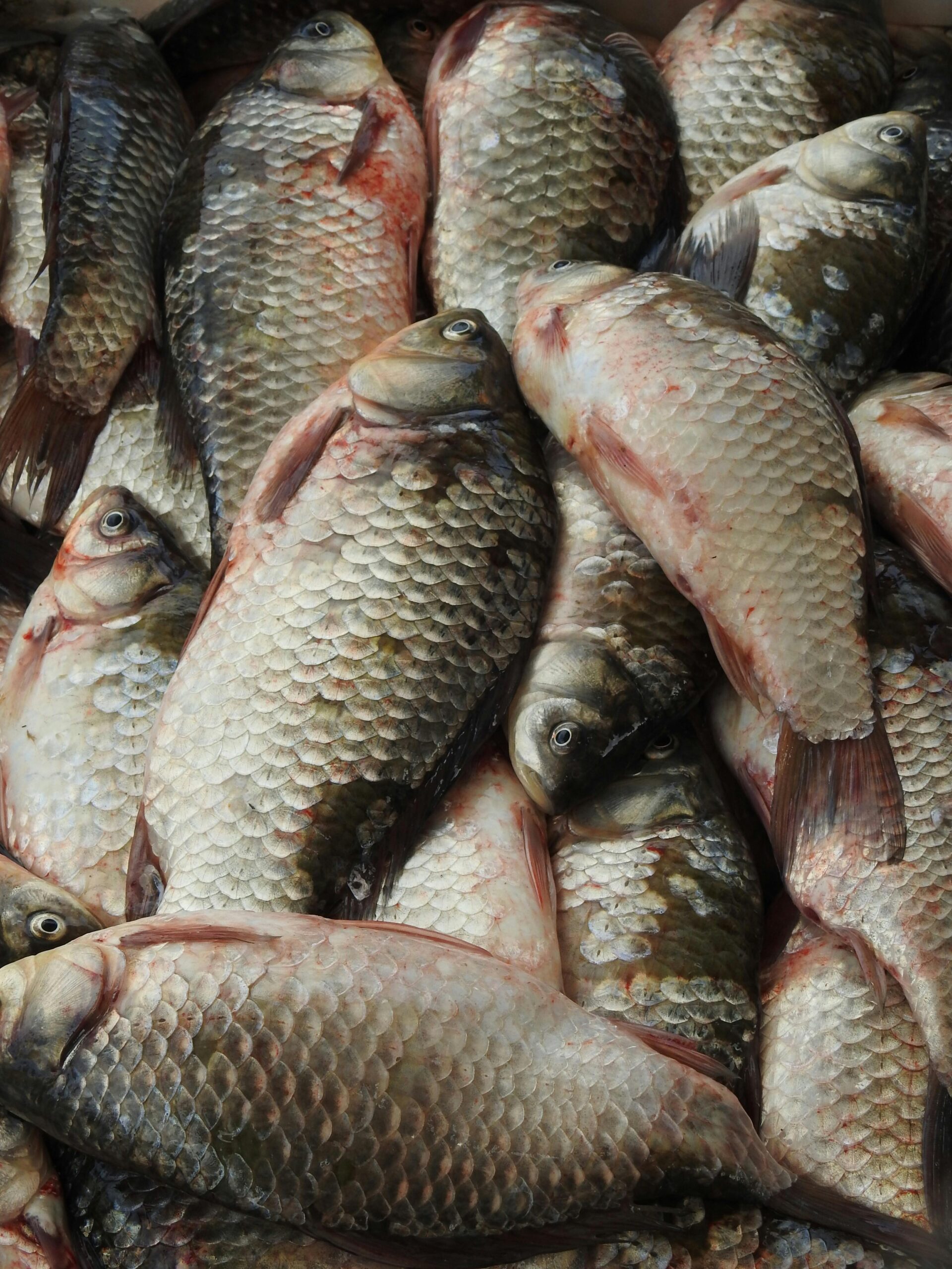 Buy Tilapia Fish Online Buy Tilapia Fish Online