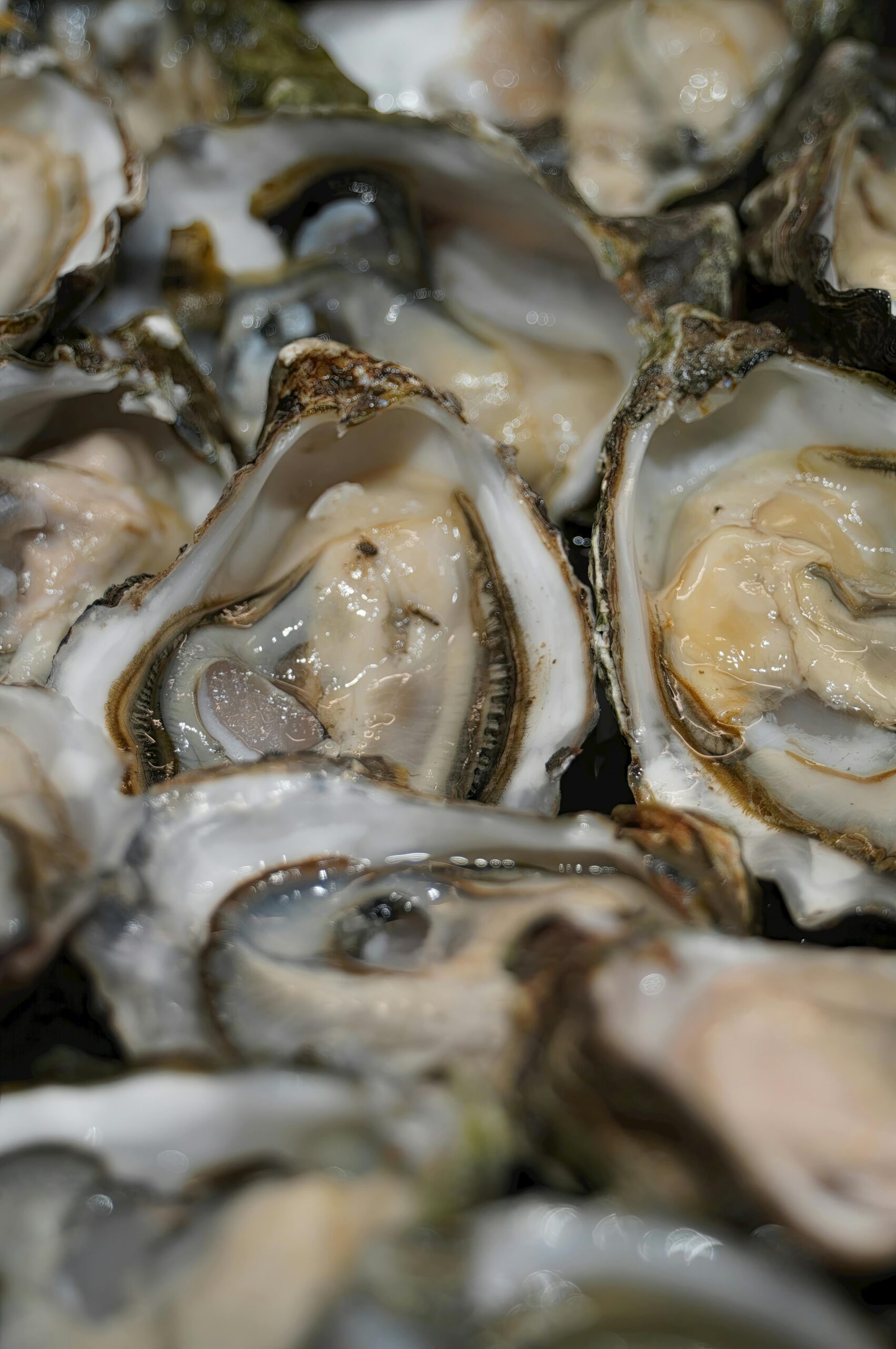 Buy Oysters Online Buy Oysters Online